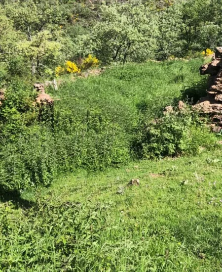 rehabilitacion de caban╠aa ganadera 19